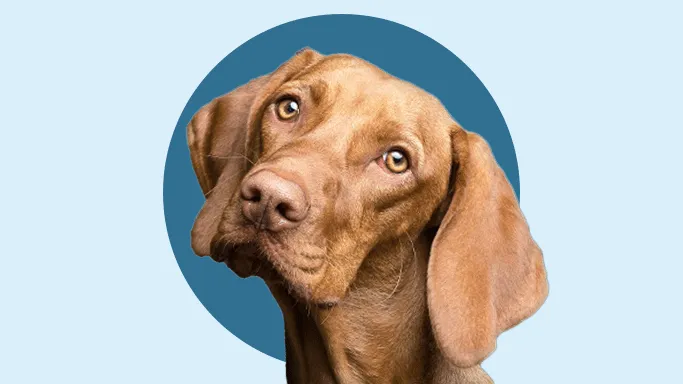 A Vizsla dog with a nervous, tilted-head expression