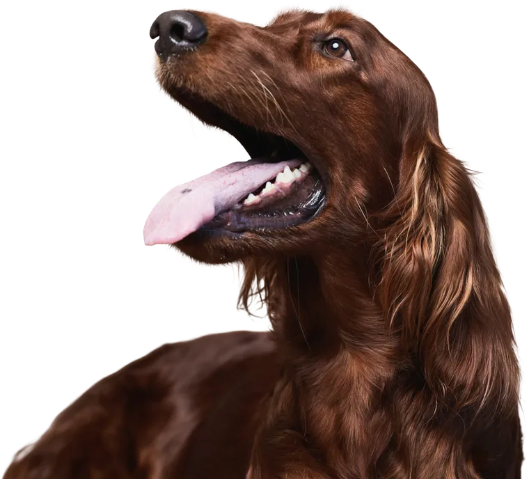 An Irish Setter with its head tilted back, tongue out
