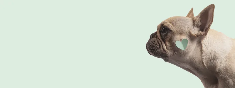 A French bulldog with a heart-shaped mark on its cheek