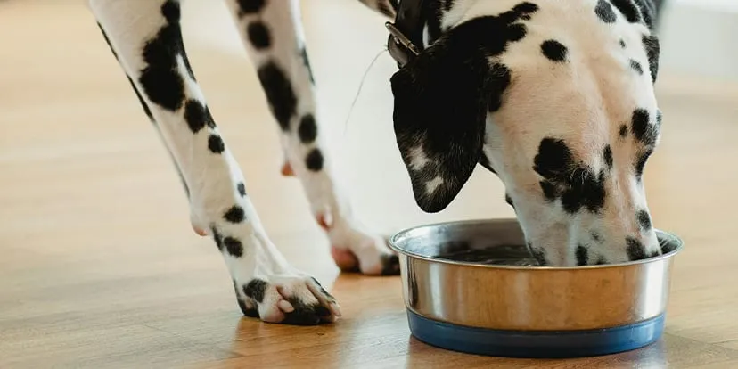 A Dalmatian drinking from a metal water bowl