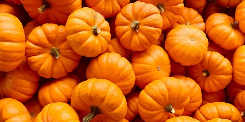 A pile of small orange pumpkins