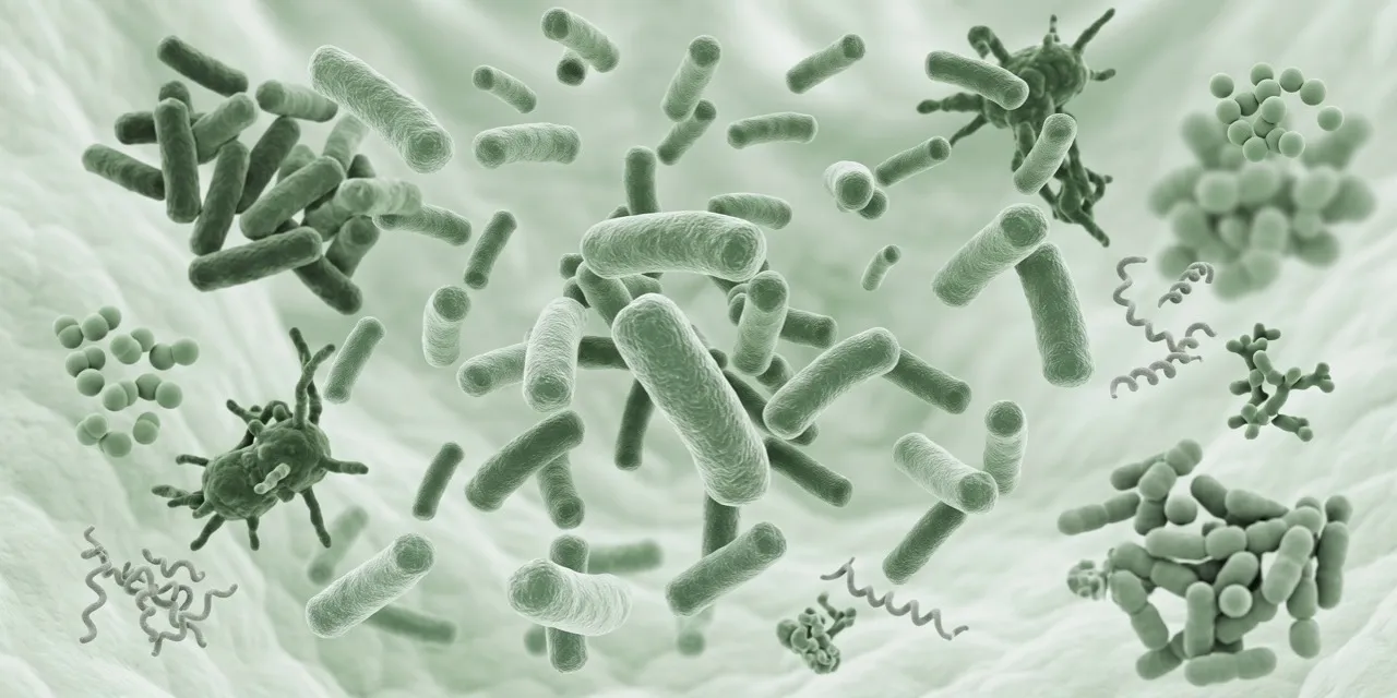 Illustration of rod-shaped and round gut bacteria in soft green tones, floating against the lining of the intestine