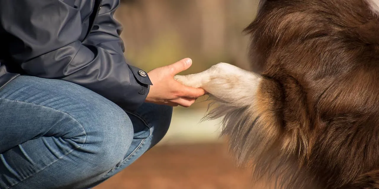 A person crouching to shake paws with a dog outdoors