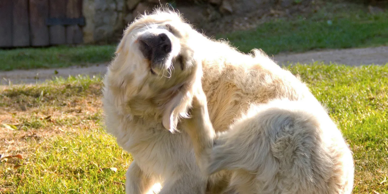 A golden retriever scratching its neck outdoors on grass