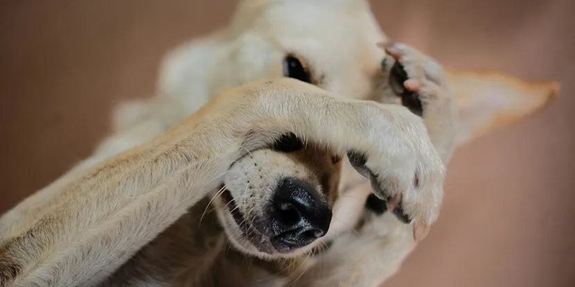 A puppy scratching its face with its paw