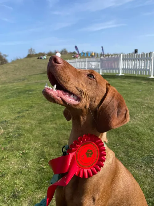 Ives, a Hungarian Vizsla, wearing a red 1st place rosette at an outdoor dog show