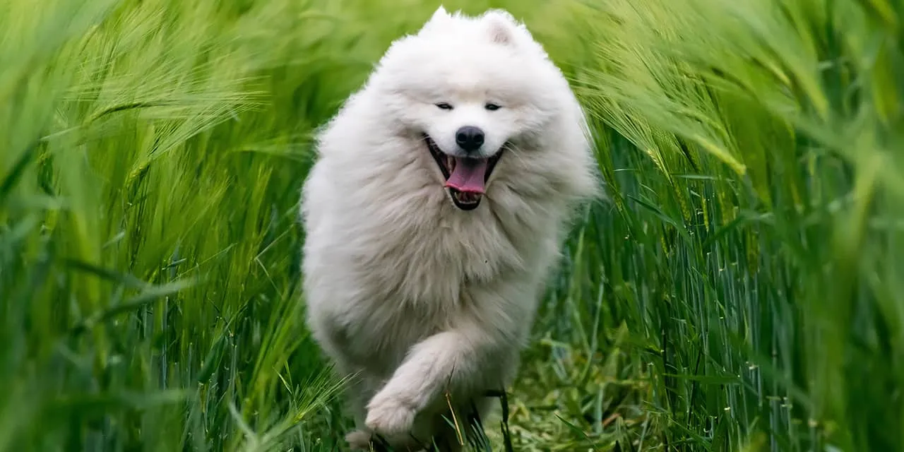 A white Samoyed dog running through a green field of tall grass