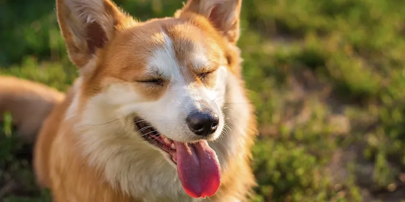A happy corgi with its tongue out in a sunny garden