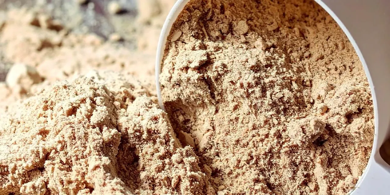 Close-up of light brown probiotic powder being scooped from a tub