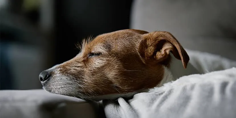 A small brown-and-white dog resting with its eyes closed