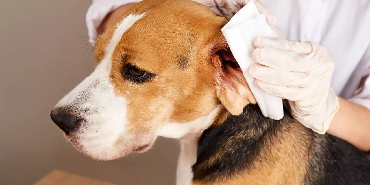 A vet in gloves cleaning a beagle's ear with a cotton pad